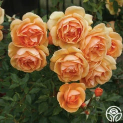 Sunbelt® South Africa® -HEIRLOOM ROSES Sales south africa 1 1