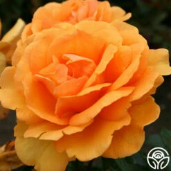 Sunbelt® South Africa® -HEIRLOOM ROSES Sales south africa 2 1