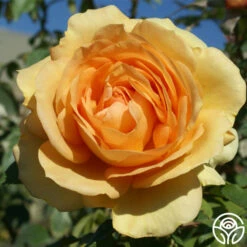 Sunbelt® South Africa® -HEIRLOOM ROSES Sales south africa 4