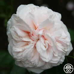 Souvenir De La Malmaison