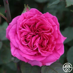 Souvenir Du Président Lincoln -HEIRLOOM ROSES Sales souvenir du pre sident lincoln 11