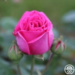 Souvenir Du Président Lincoln -HEIRLOOM ROSES Sales souvenir du pre sident lincoln 12