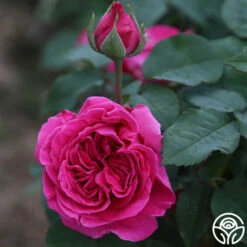 Souvenir Du Président Lincoln -HEIRLOOM ROSES Sales souvenir du pre sident lincoln 13