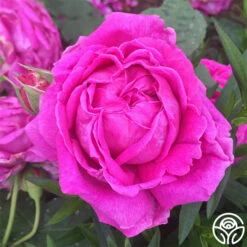 Souvenir Du Président Lincoln -HEIRLOOM ROSES Sales souvenir du president lincoln 1 2