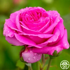 Souvenir Du Président Lincoln -HEIRLOOM ROSES Sales souvenir du president lincoln 2 2