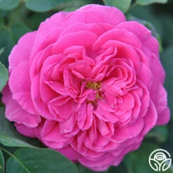 Souvenir Du Président Lincoln -HEIRLOOM ROSES Sales souvenir du president lincoln 3 2