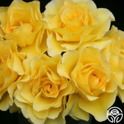 Sparkle & Shine™ -HEIRLOOM ROSES Sales sparkle shine 1