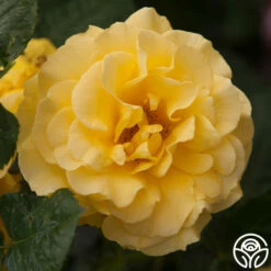 Sparkle & Shine™ -HEIRLOOM ROSES Sales sparkle shine 3
