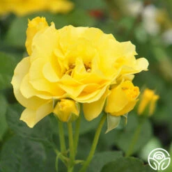 Sparkle & Shine™ -HEIRLOOM ROSES Sales sparkle shine 4