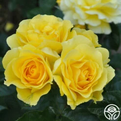 Sparkle & Shine™ -HEIRLOOM ROSES Sales sparkle shine 6