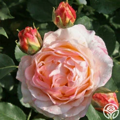 Spiced Coffee™ -HEIRLOOM ROSES Sales spiced coffee 1