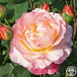 Spiced Coffee™ -HEIRLOOM ROSES Sales spiced coffee 2 1