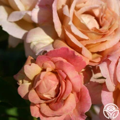 Spiced Coffee™ -HEIRLOOM ROSES Sales spiced coffee 3