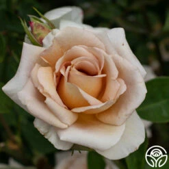 Spiced Coffee™ -HEIRLOOM ROSES Sales spiced coffee 4