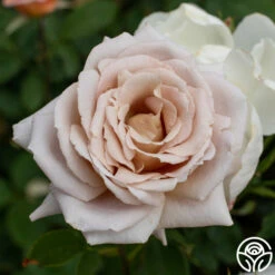 Spiced Coffee™ -HEIRLOOM ROSES Sales spiced coffee 6