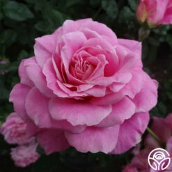 St. Elisabeth Of Hungary 14 St. Elisabeth Of Hungary -HEIRLOOM ROSES Sales st elisabeth 1