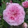 St. Elisabeth Of Hungary -HEIRLOOM ROSES Sales st elisabeth 2