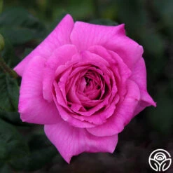 St. Elisabeth Of Hungary 16 St. Elisabeth Of Hungary -HEIRLOOM ROSES Sales st elisabeth 3