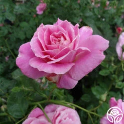 St. Elisabeth Of Hungary 17 St. Elisabeth Of Hungary -HEIRLOOM ROSES Sales st elisabeth 4