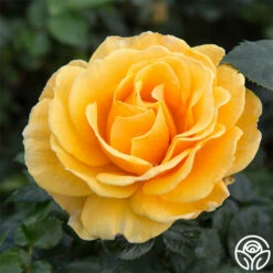 St. Tropez -HEIRLOOM ROSES Sales st tropez