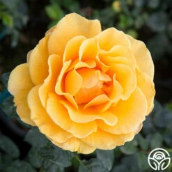 St. Tropez -HEIRLOOM ROSES Sales st. tropez 2