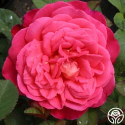 Star Of The Nile™ -HEIRLOOM ROSES Sales star of the nile 2