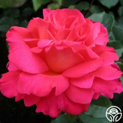Star Of The Nile™ -HEIRLOOM ROSES Sales star of the nile 4 7