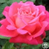 Star Of The Nile™ 1 Star Of The Nile™ -HEIRLOOM ROSES Sales star of the nile 5 7