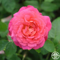 Star Of The Nile™ -HEIRLOOM ROSES Sales star of the nile 7 7