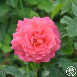 Star Of The Nile™ -HEIRLOOM ROSES Sales star of the nile 9