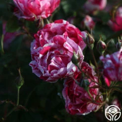 Stars 'n' Stripes Forever™ -HEIRLOOM ROSES Sales stars n stripes forever 11