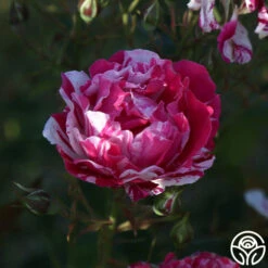 Stars 'n' Stripes Forever™ -HEIRLOOM ROSES Sales stars n stripes forever 12