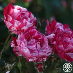 Stars 'n' Stripes Forever™ -HEIRLOOM ROSES Sales stars n stripes forever 13