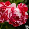 Stars 'n' Stripes Forever™ -HEIRLOOM ROSES Sales stars n strips forever 1