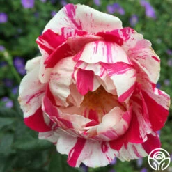 Stars 'n' Stripes Forever™ -HEIRLOOM ROSES Sales stars n strips forever 3