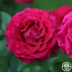 Stiletto™ -HEIRLOOM ROSES Sales stiletto 2 copy