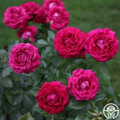 Stiletto™ -HEIRLOOM ROSES Sales stiletto 3