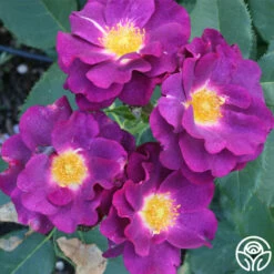 Stormy Weather™ -HEIRLOOM ROSES Sales stormy weather logo 02