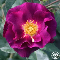 Stormy Weather™ -HEIRLOOM ROSES Sales stormy weather logo 03