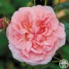 Strawberry Hill ® -HEIRLOOM ROSES Sales strawberry hill 1 1