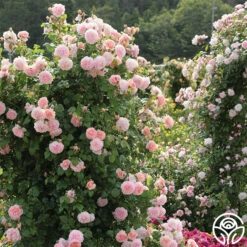 Strawberry Hill ® 13 Strawberry Hill ® -HEIRLOOM ROSES Sales strawberry hill 2 1