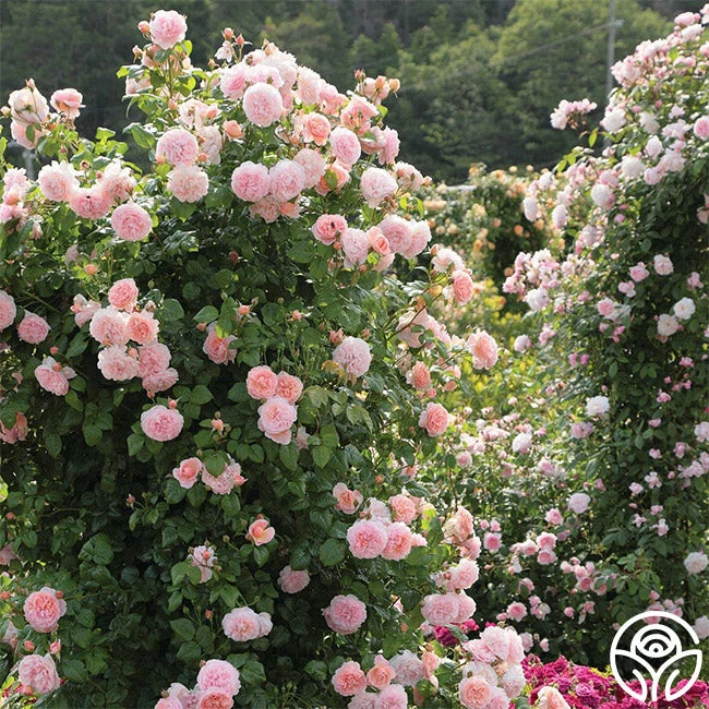 Strawberry Hill ® 7 Strawberry Hill ® - Image 5