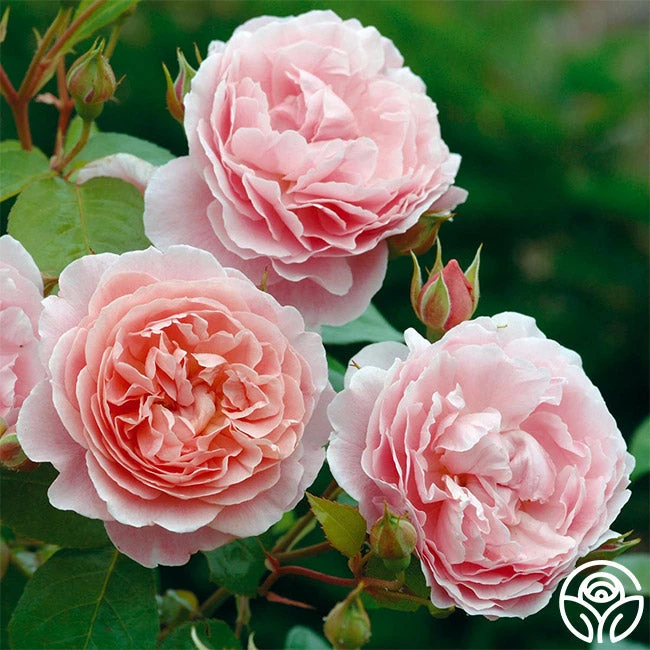 Strawberry Hill ® 4 Strawberry Hill ® - Image 2