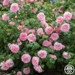 Strawberry Hill ® 12 Strawberry Hill ® -HEIRLOOM ROSES Sales strawberry hill 6 1