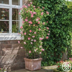 Strawberry Hill ® 14 Strawberry Hill ® -HEIRLOOM ROSES Sales strawberry hill 7 1