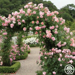 Strawberry Hill ® 11 Strawberry Hill ® -HEIRLOOM ROSES Sales strawberry hill 8 1