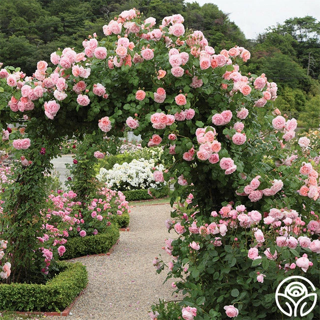 Strawberry Hill ® 5 Strawberry Hill ® - Image 3