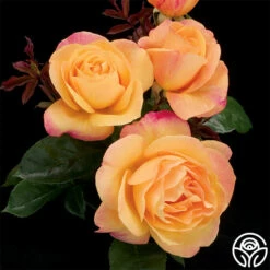 Strike It Rich™ -HEIRLOOM ROSES Sales strike it rich 0