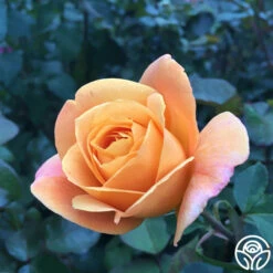 Strike It Rich™ -HEIRLOOM ROSES Sales strike it rich 1 2