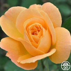 Strike It Rich™ -HEIRLOOM ROSES Sales strike it rich 2 1 1